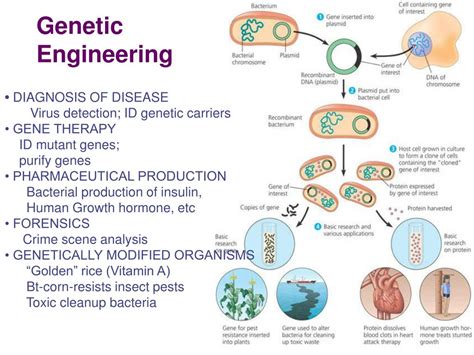 PPT - Genetic Engineering PowerPoint Presentation, free download - ID:3696233