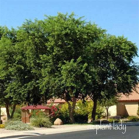 arizona ficus tree roots - ThatS Good Logbook Image Library