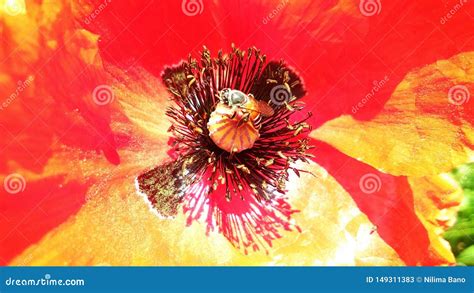 Beautiful Red Opium or Poppy or Papaver Somniferum or Afeem Stock Image - Image of field ...