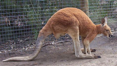 ADW: Macropus rufus: INFORMATION