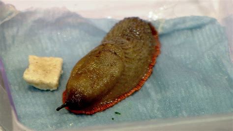 Spanish slugs: Public urged to report sightings - BBC News