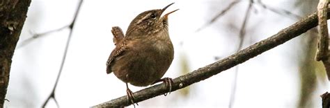 Mit der Stille im Wald ist es vorbei – natur-erleben-online