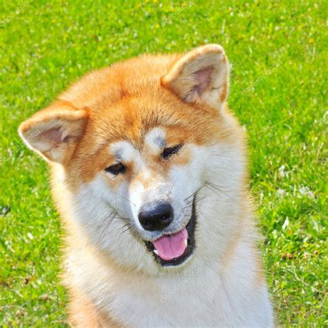 Akita Inu Japanese Dog smiles — Stock Photo © olgacov #6289414