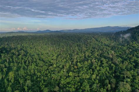 Ini Makna Perayaan Hari Hutan Indonesia Tahun Ini - Hutan Itu Indonesia