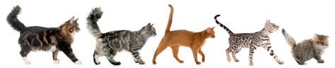 How to Choose the Best Cat Breed for Your Family - Mighty Pet