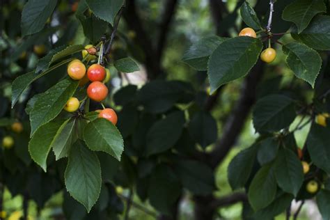 Wild Cherry Tree Identification » Top Tips