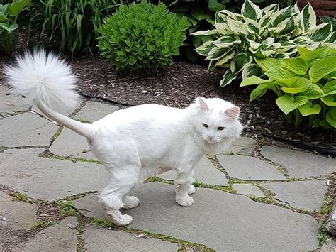 41 Wonderful Cats with Cute Haircuts (2021) – Hairstyle Camp