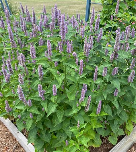 Anise Hyssop | John Scheepers Kitchen Garden Seeds