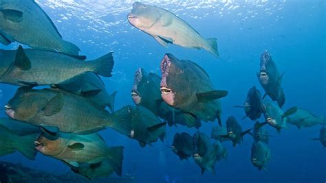 Aliens of the Ocean: Bumphead Parrotfish