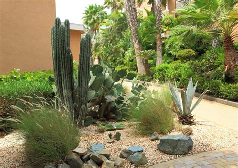 Transform your yard: 10 best desert plants for a beautiful landscape