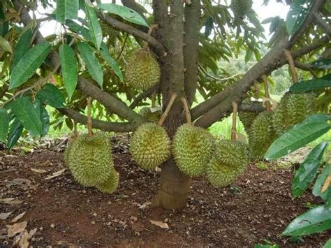 √ Cara Menanam Pohon Durian Pendek