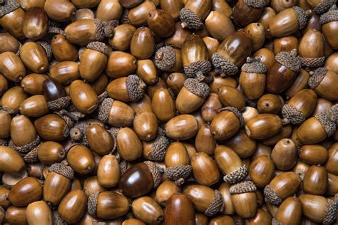 A ‘mast year’ for acorns - Columbia Journalism Review