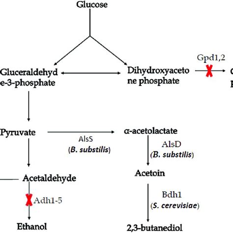 The stereoisomers of 2,3-butanediol. a: L-(+)-2,3-Butanediol ...