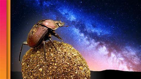 Dung Beetles: The Poop-Rolling Stargazers of the Serenget | Be Smart