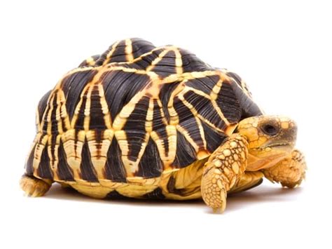 Burmese Star Tortoise Care Sheet | Reptiles' Cove