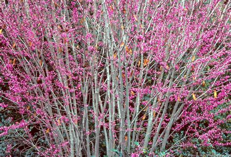 California Native Redbud Tree - Summer-Dry | Celebrate Plants in Summer-Dry Gardens