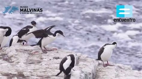 Desviación Aniquilar Oriental flora y fauna de las islas malvinas Indígena terminar Bermad