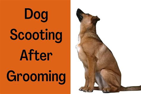 Dog Scooting After Grooming (5 Reasons & Home Remedies)