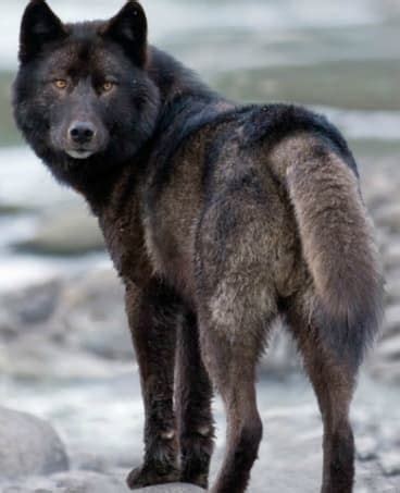 Alexander Archipelago Wolf on the Edge of Extinction | Wolf dog, Wolf pictures, Wolf photography