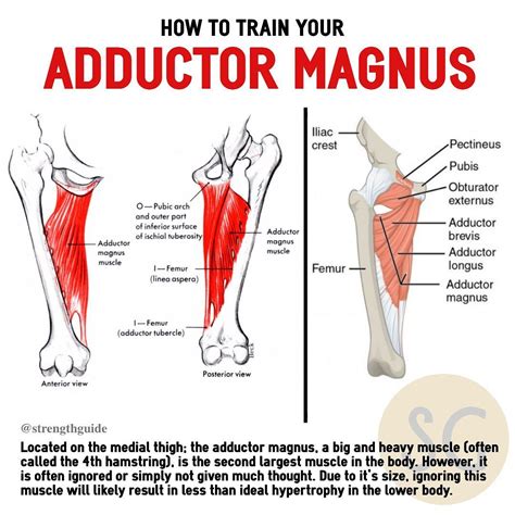 Diagram Of Glutes And Hamstrings / How Do You Loosen Tight Hamstrings