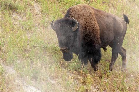 American Bison Bull Charging Photograph by Ivan Kuzmin