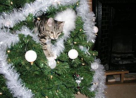 Cats And Christmas Trees | TheCatSite