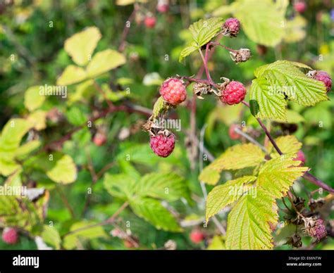 wild red raspberry bush with berries, Rubus idaeus ,Oslo Norway Stock Photo - Alamy