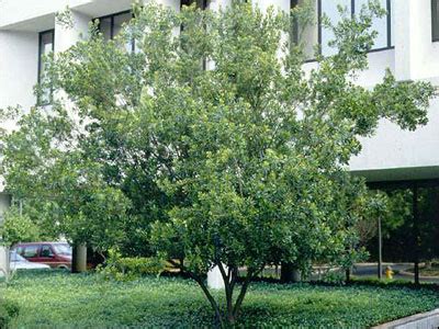 Waxmyrtle, an Overlooked Landscape Shrub | Gardening in the Panhandle