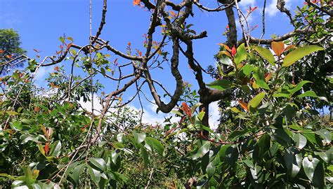 MIRAA (KHAT) FARMING – Discover Meru County