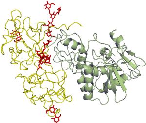 glycoprotein-structure - Ciala Edible Birds Nest Australia 俏兒樂燕窩 澳大利亞