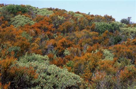 Chaparral types from red shanks to serpentine