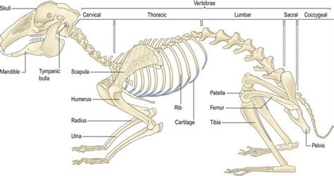 Rabbit Bone Structure