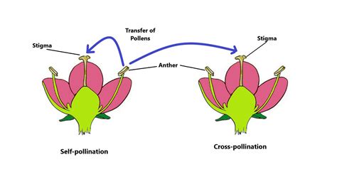 Class-7 Science Chapter-12 Reproduction in Plants, Additional Exercises in line with NCERT book ...