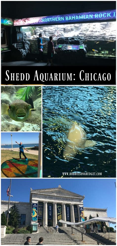 Things to Know about Shedd Aquarium - Hobbies on a Budget