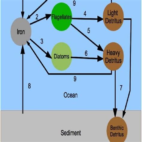 Iron cycle in ECOHAM: (1) atmospheric iron deposition, (2) consumption ...