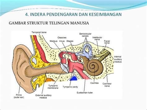 Gambar Bagian2 Telinga : TRY OUT 1 SOAL UN BIOLOGI SMP 2021 - BangSoal