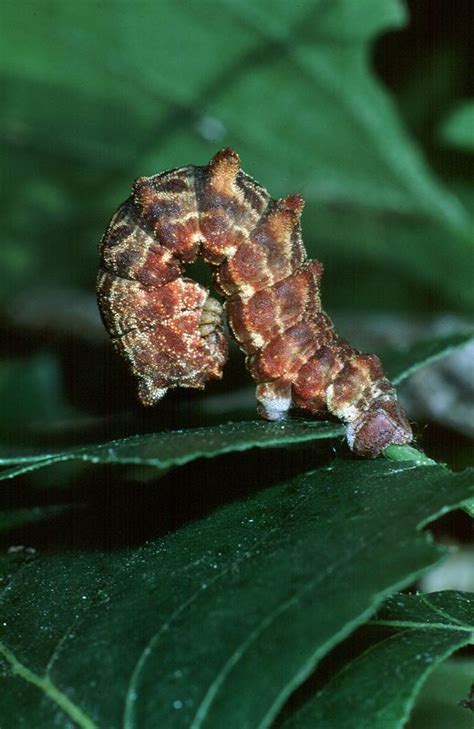 Large Emerald Geometra papilionaria - UKMoths