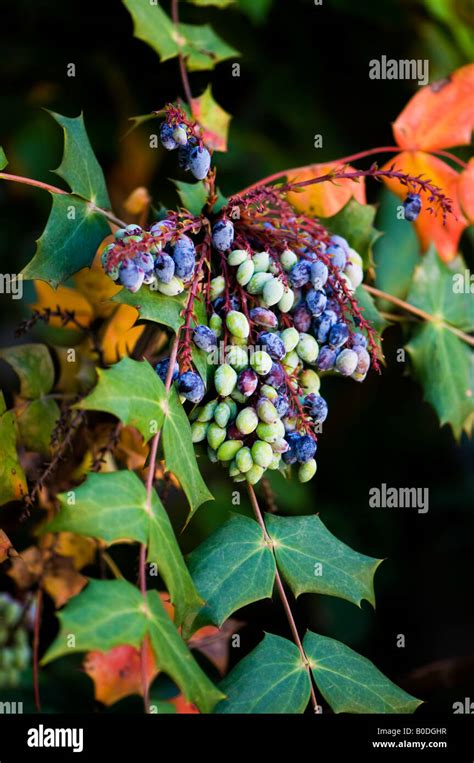 A variety of Oregon grape shrub, Mahonia aquifolium. An ornamental ...