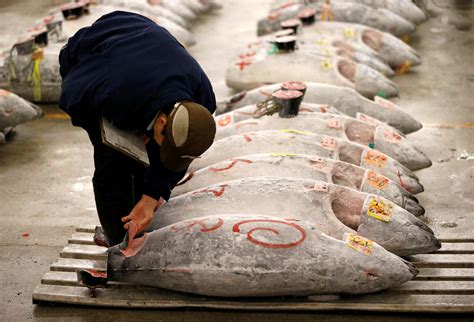 Japan bluefun tuna fetches $632,000 at Tokyo Tsukiji fish market auction - CBS News