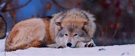 Sad Wolf Wallpapers - Top Free Sad Wolf Backgrounds - WallpaperAccess