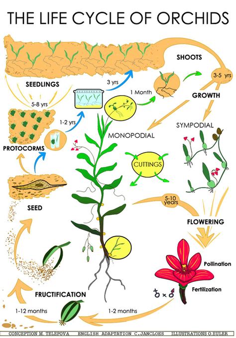 LIFE CYCLE OF ORCHIDS - OrchidCambodia