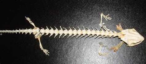 Axolotl skeleton. Something interesting about this image is that the ...