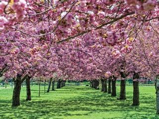 Why You're Sneezing: The Most Beautiful Flowers in Bloom This Spring ...