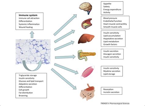 Adipokines in health and disease: Trends in Pharmacological Sciences