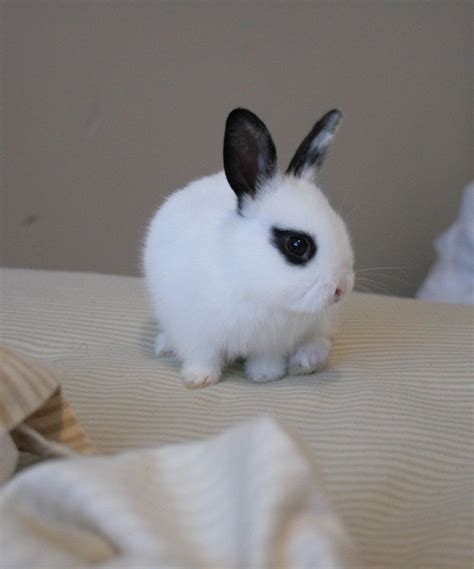 Dwarf Rabbit Black And White