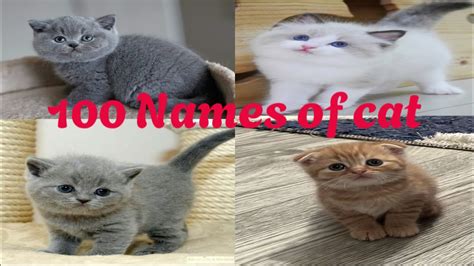 100 Names of cat 😺😍// Beautiful cat pictures/ Small cat video// Cat ...