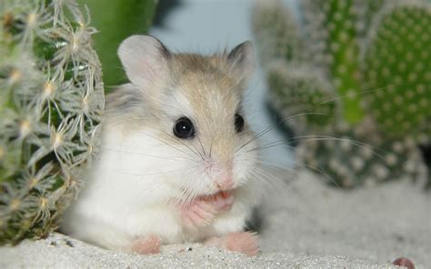 🔥 [100+] Hamster Wallpapers Desktop | WallpaperSafari