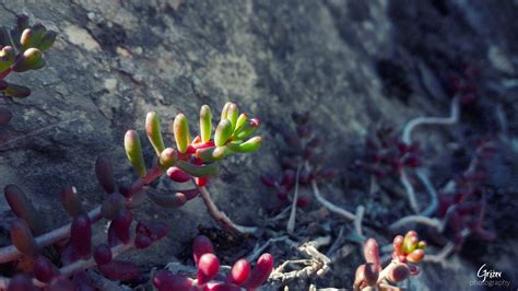 Green succulent plant, nature, tree bark, Cosmos (flower), Falling ...