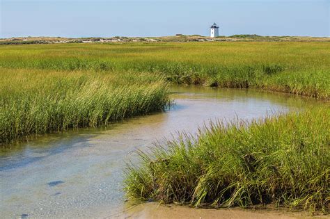 Salt Marsh Cord Grass, Cape Cod, Massachusetts Photograph by Phil ...