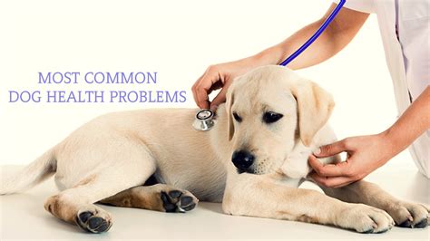 Most Common Dog Health Problems - pupsbest.com